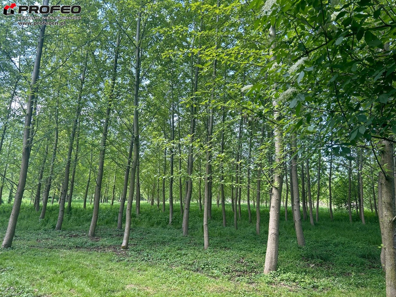 Działka na sprzedaż - Pawłowice