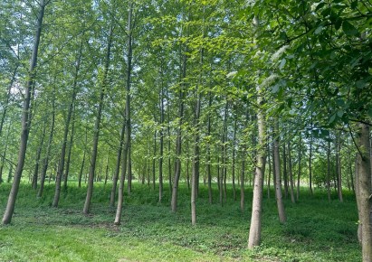 działka na sprzedaż - Pawłowice, Golasowice